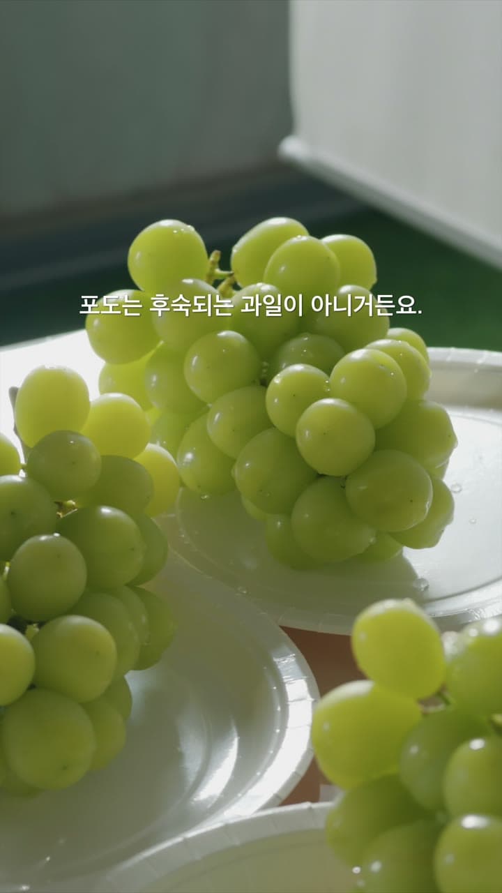 완숙 포도 선별과 추석 선물 포장을 소개하는 푸른고래농장 광고